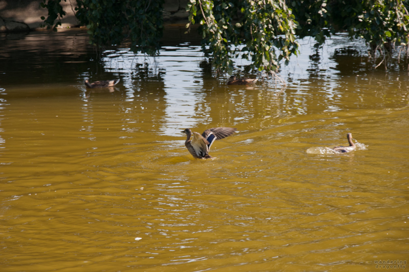 Duck posing -- duck, pond