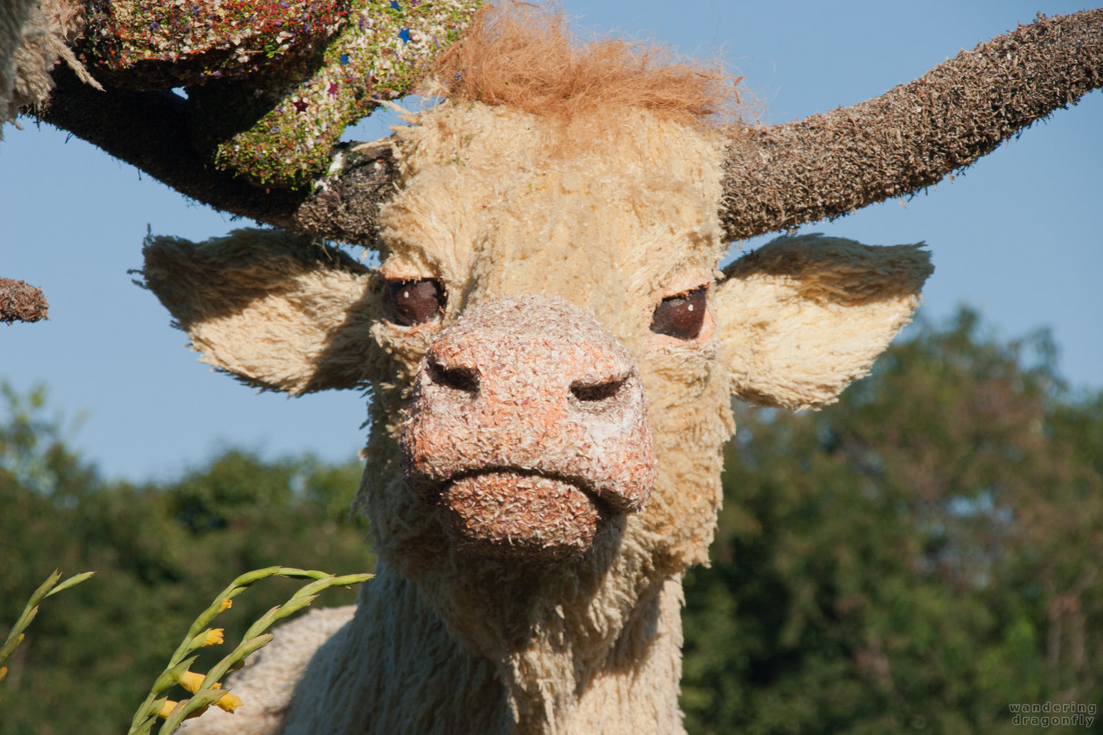 Facing the cattle -- dry flower