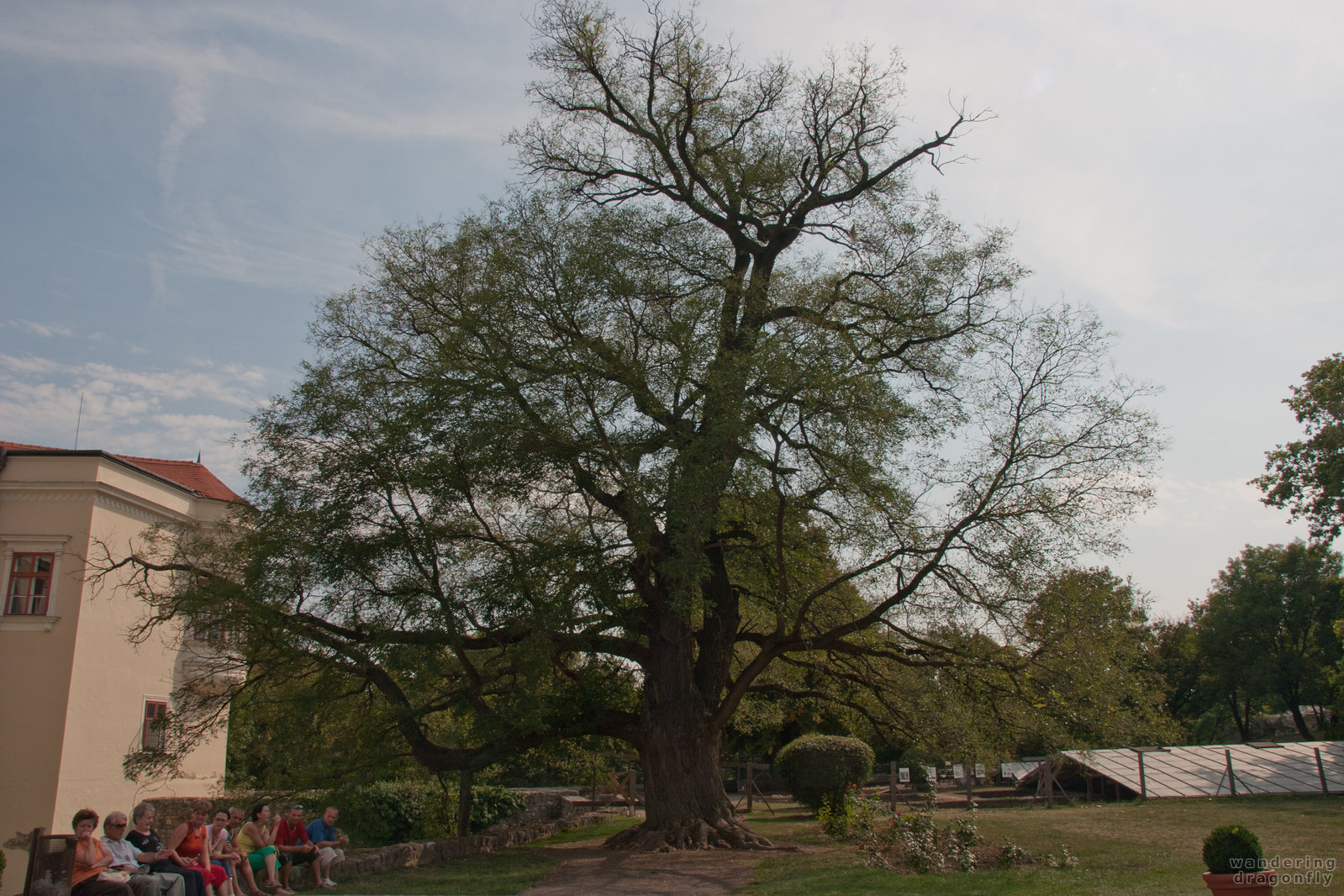 Old tree -- tree