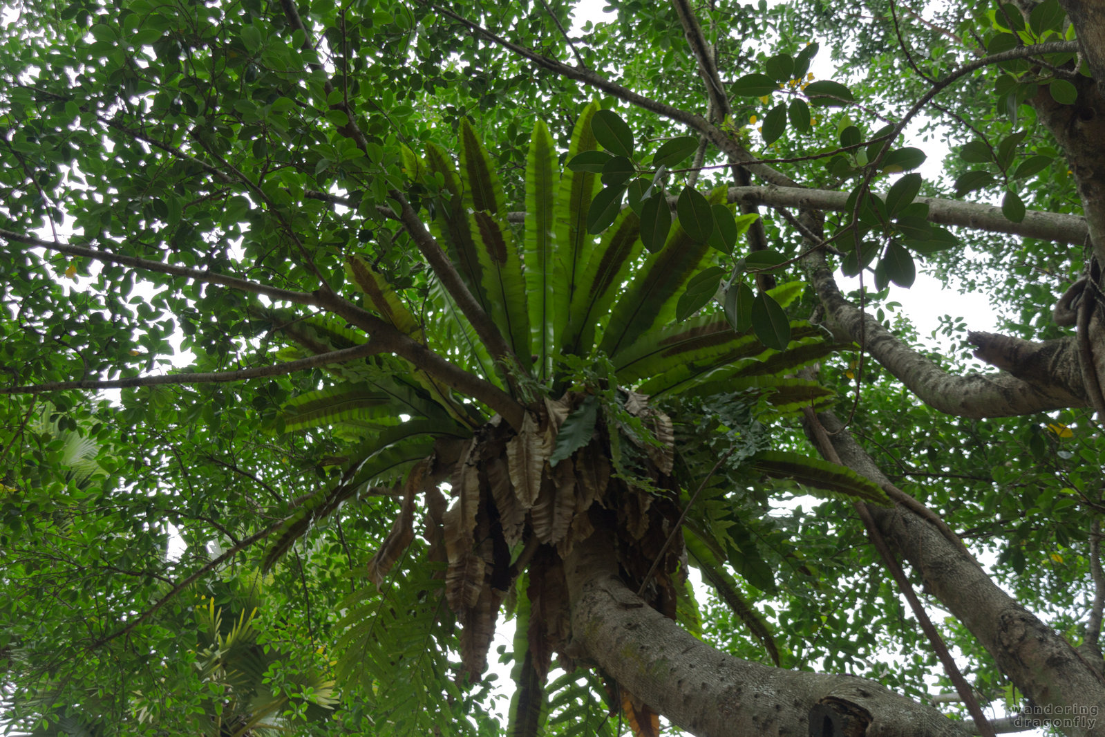 Bird's-nest Fern on a tree -- fern, tree