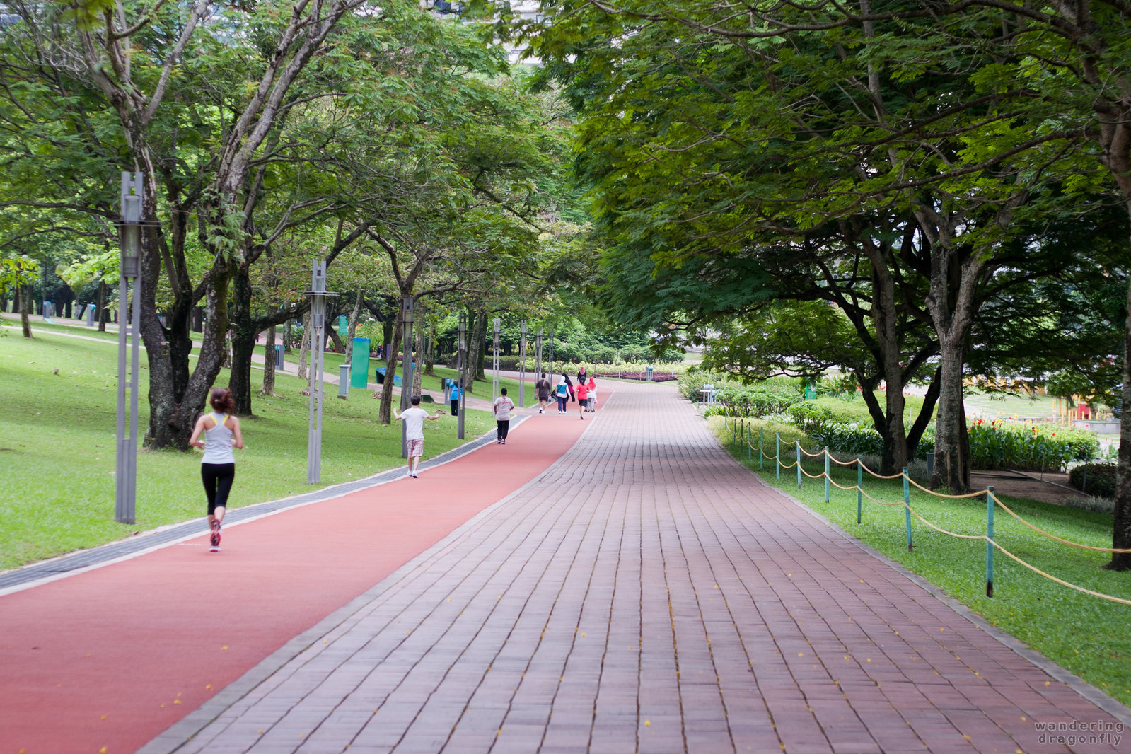 Morning run in the park -- park, run, tree