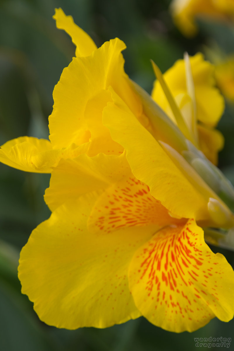 Yellow flower -- flower, yellow