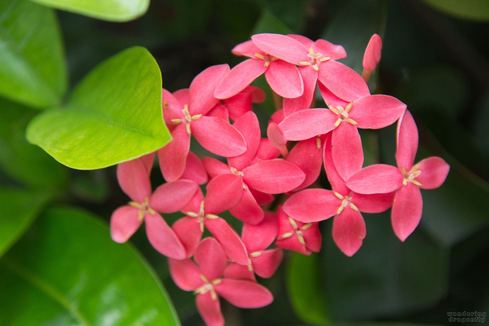 Pink flowers -- flower, green, leaf, pink