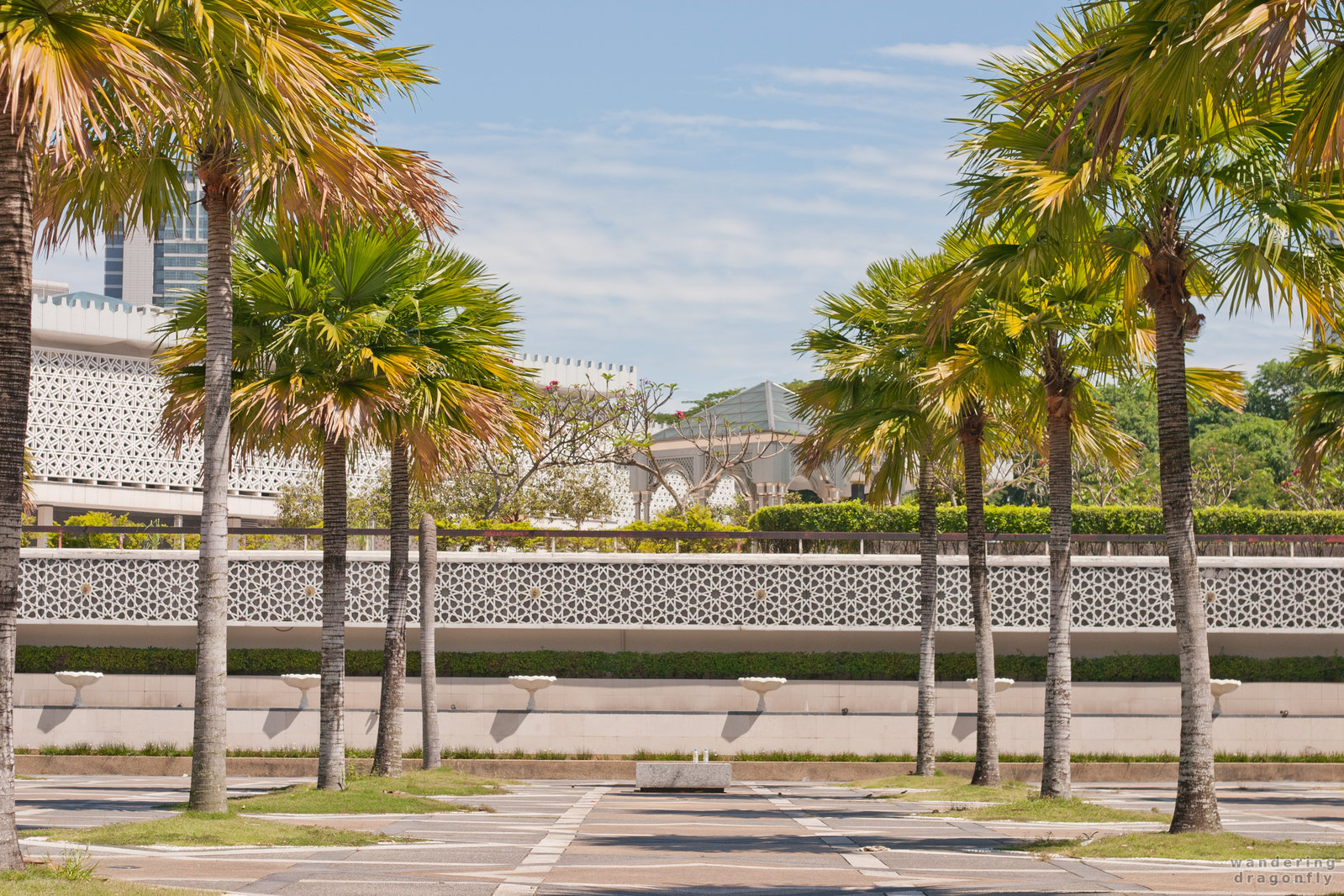 Palm trees in the garden -- mosque, palm tree