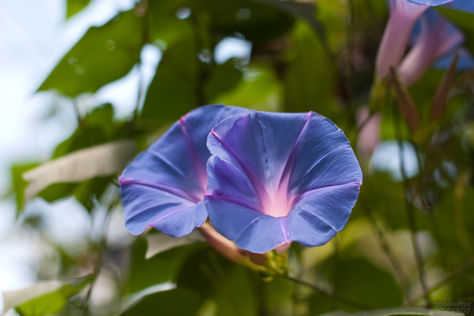 Lilac blue flower -- blue, blue flower, flower, lilac, purple