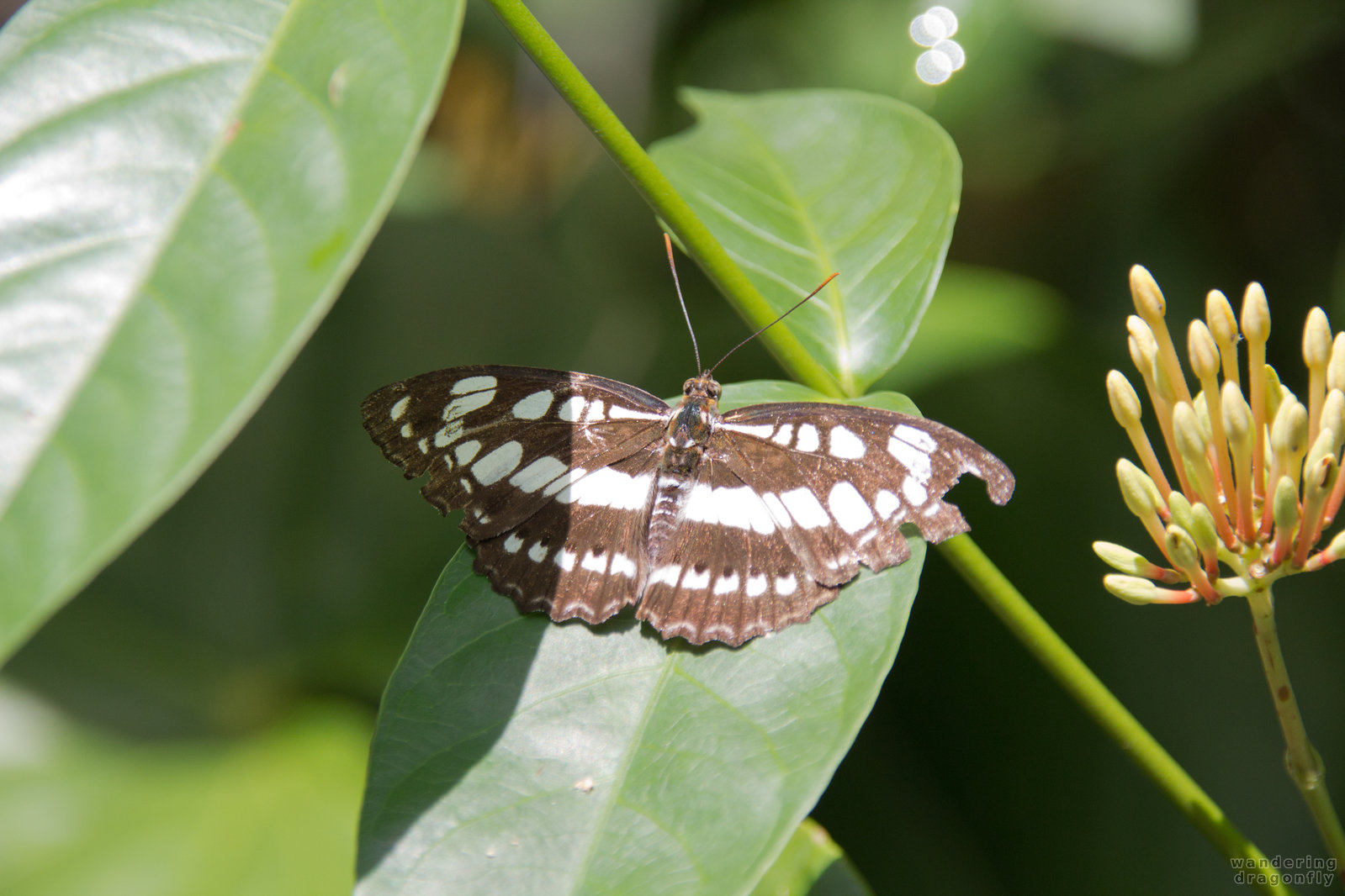 Brown butterfly -- brown butterfly, butterfly, flower, leaf, yellow flower