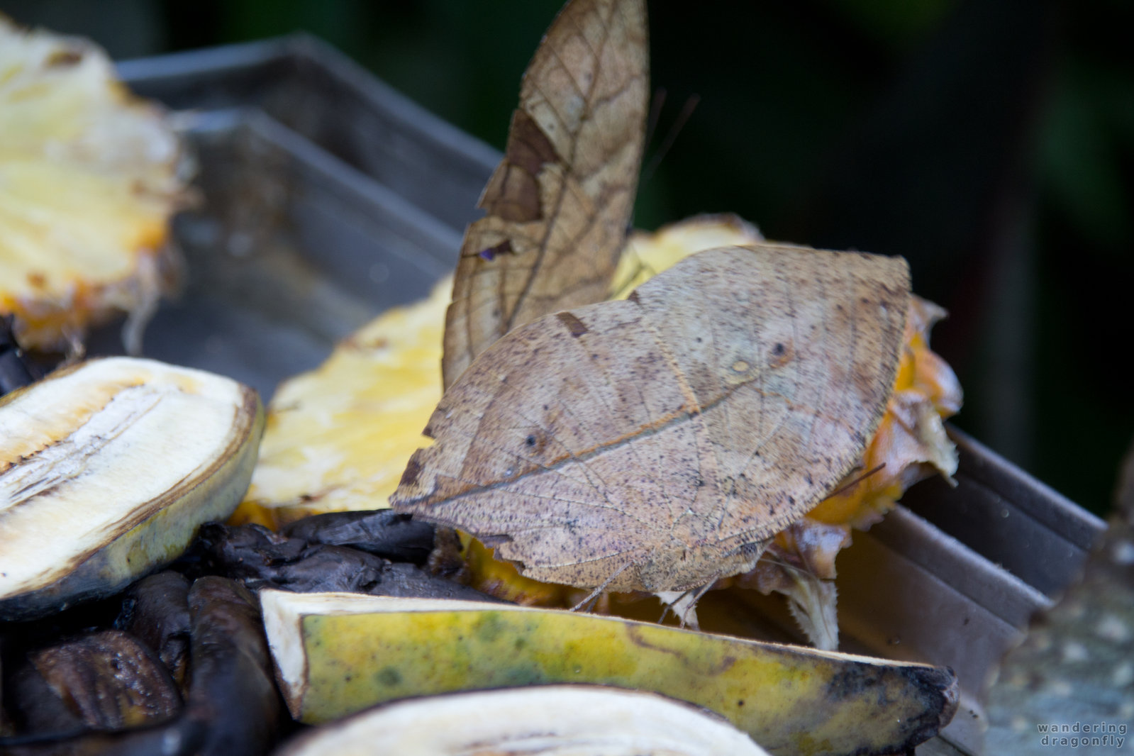 No leaf, butterfly! -- brown butterfly, butterfly