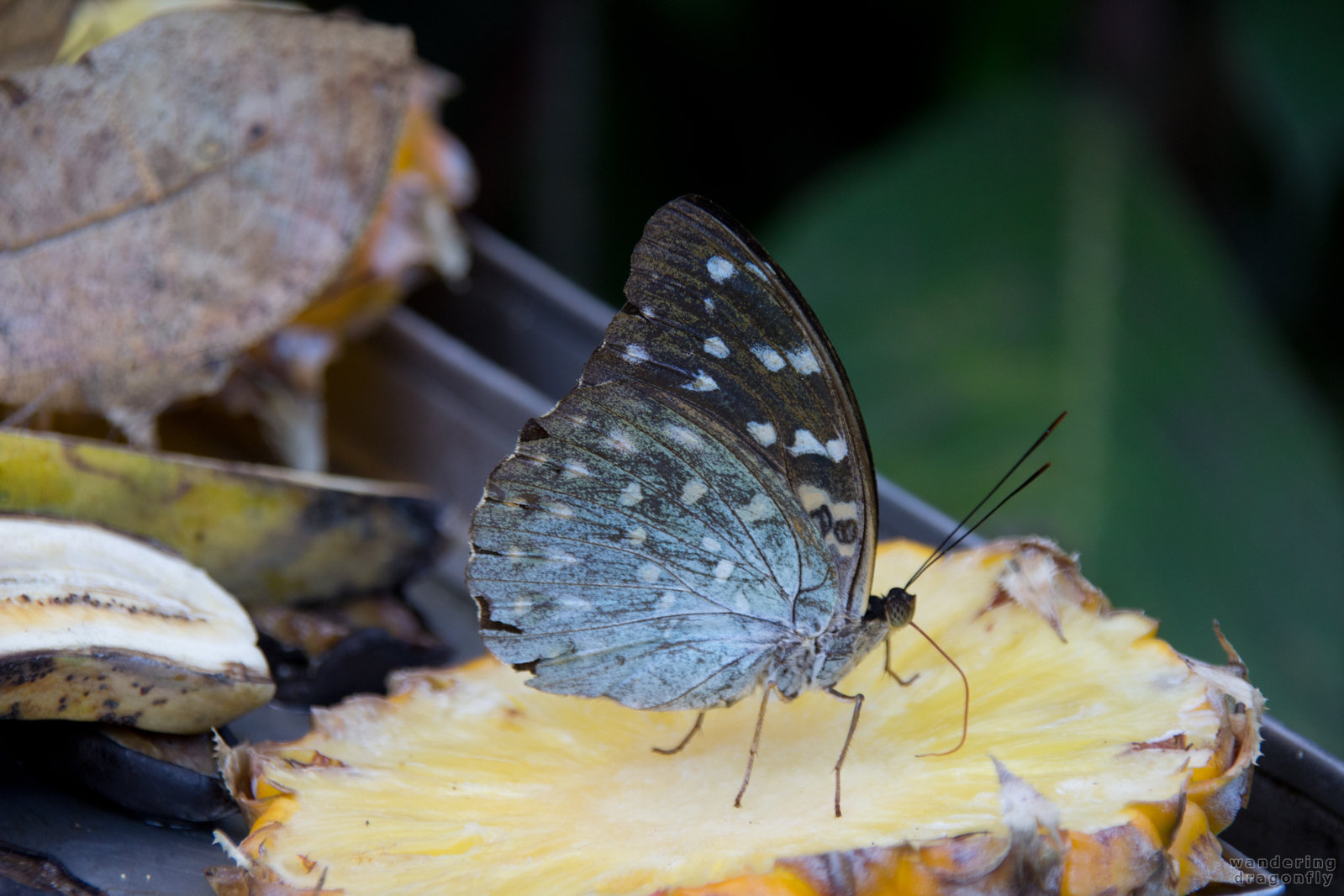 Butterfly on pineapple -- butterfly, pineapple