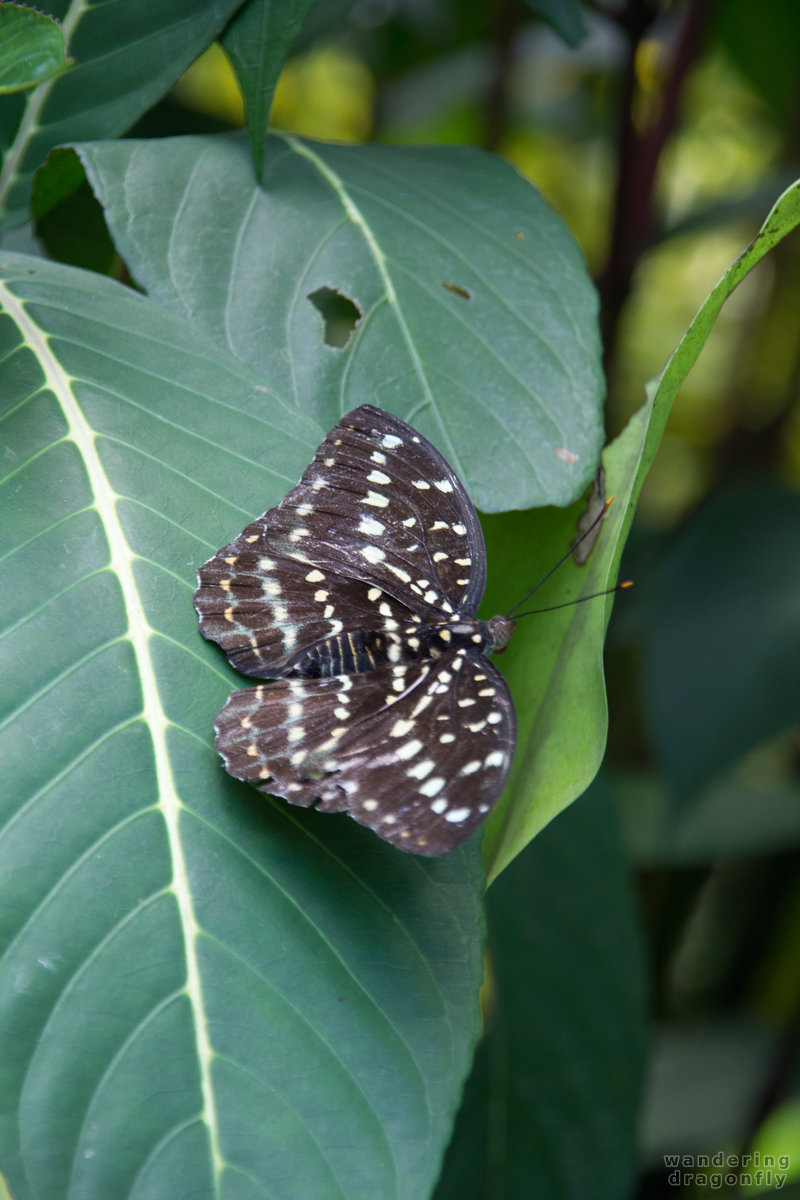 Black butterfly -- black butterfly, butterfly, leaf