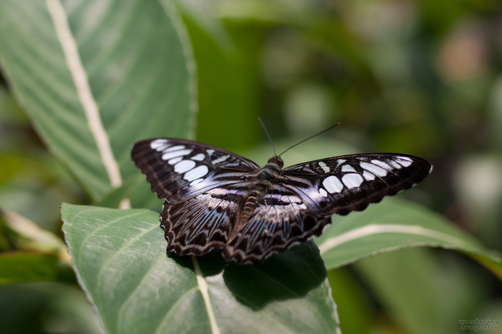 Nice wing patterns on a butterfly -- black butterfly, butterfly