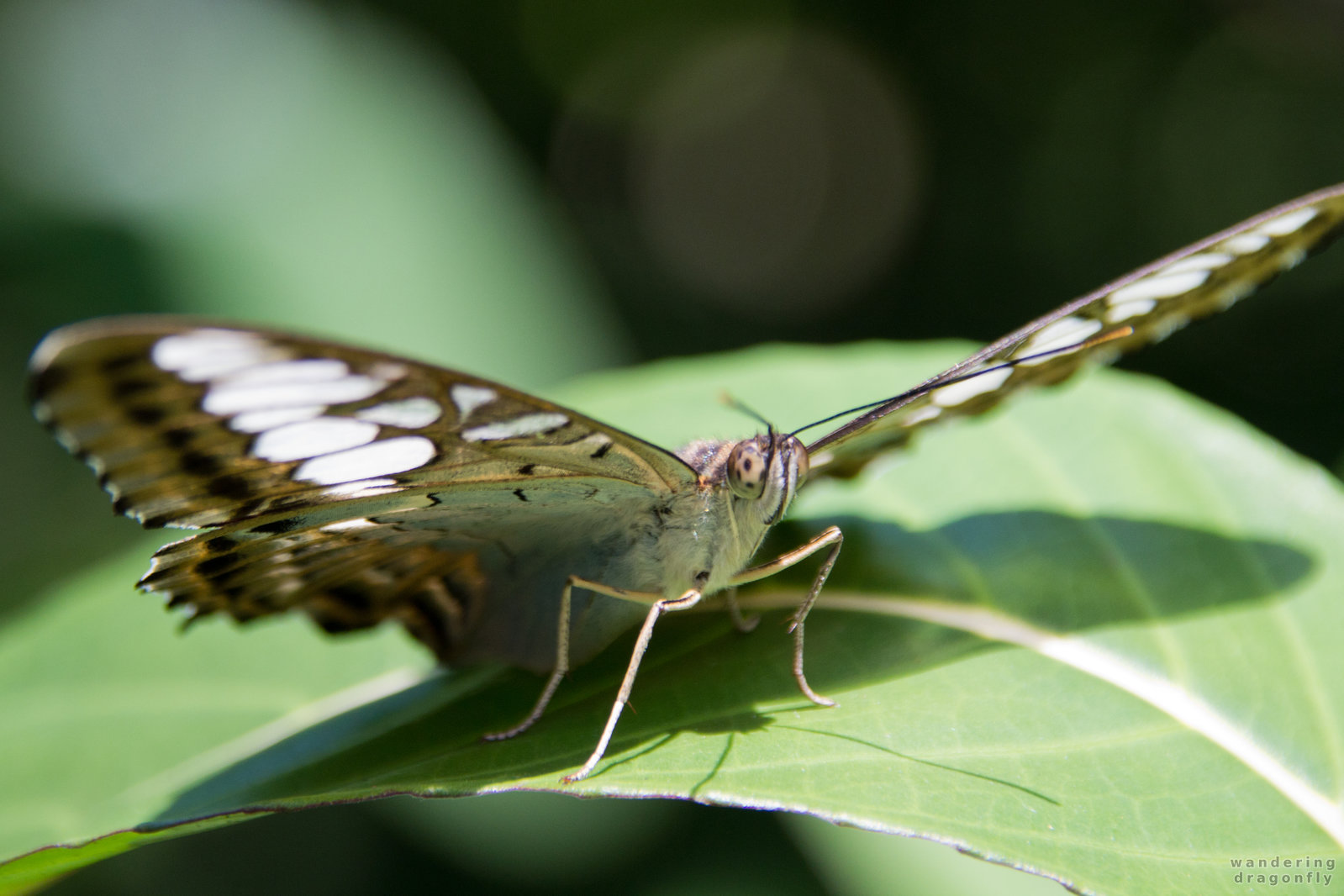 Brown eyed butterfly -- brown butterfly, butterfly, leaf