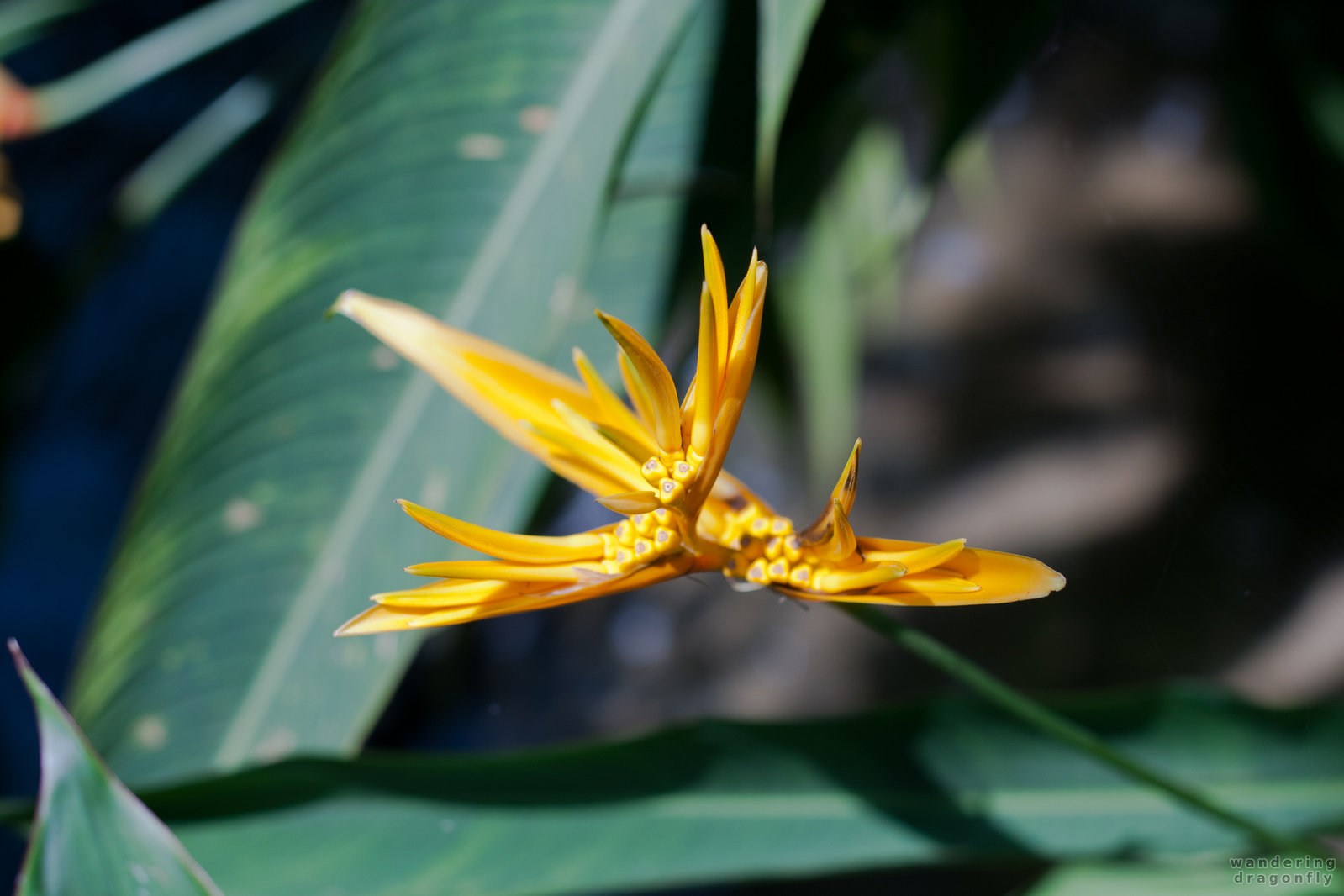 Yellow flower -- flower, leaf, yellow flower