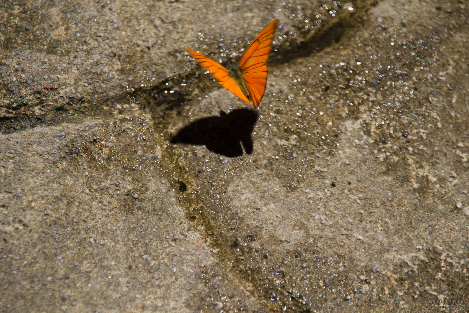 Butterfly landing -- butterfly, orange butterfly