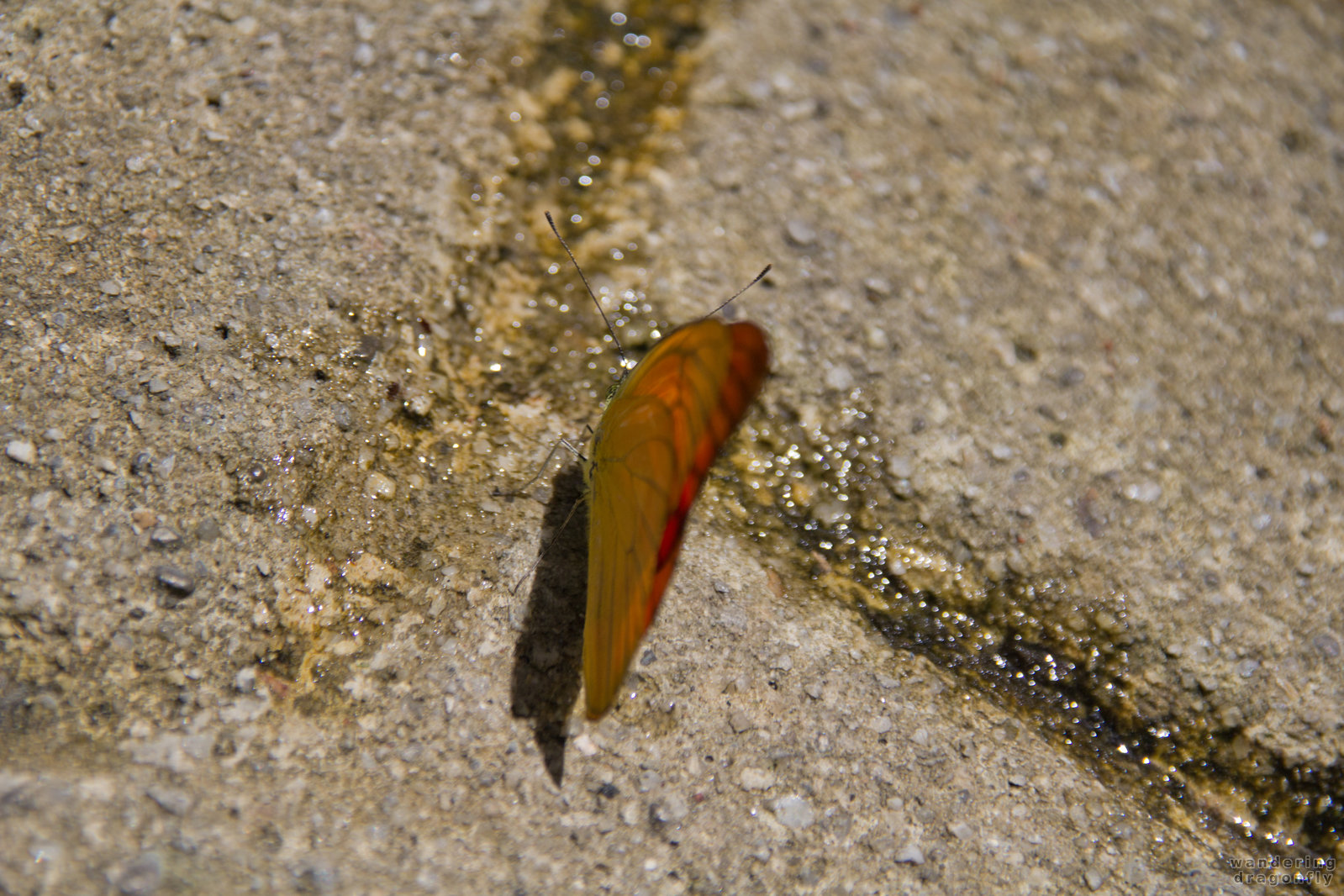 Butterfly landed -- butterfly, orange butterfly
