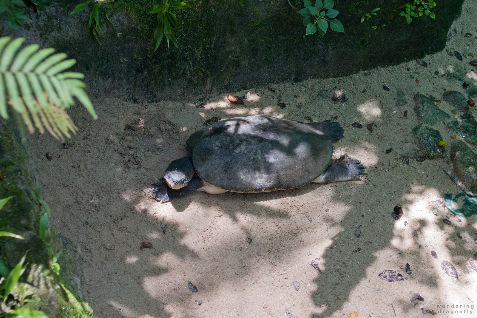 Turtle in the shades -- turtle