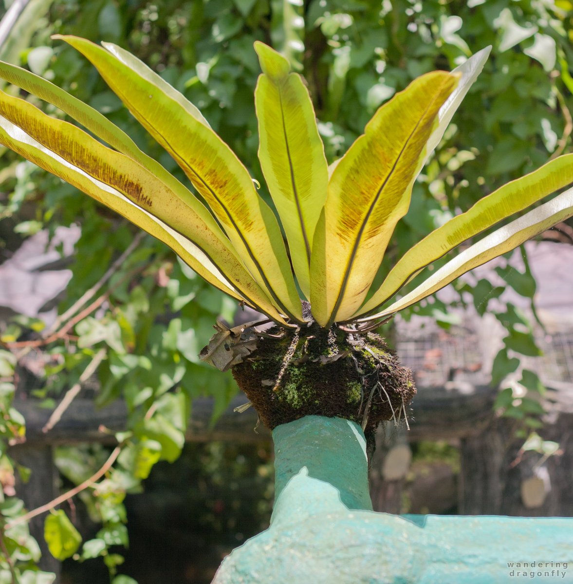 Sitting on the edge -- plant