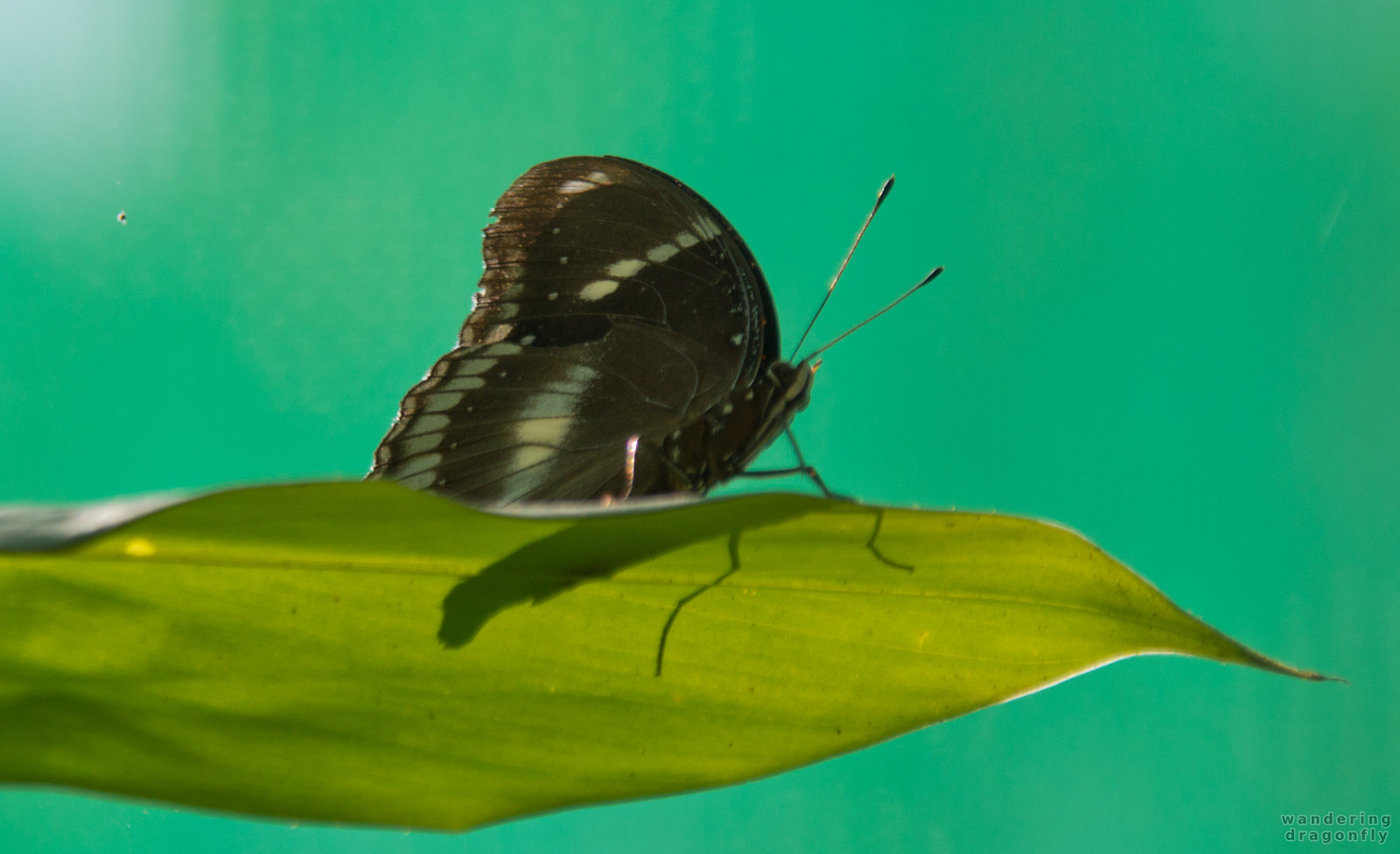 Butterfly sunbath -- black butterfly, butterfly, leaf