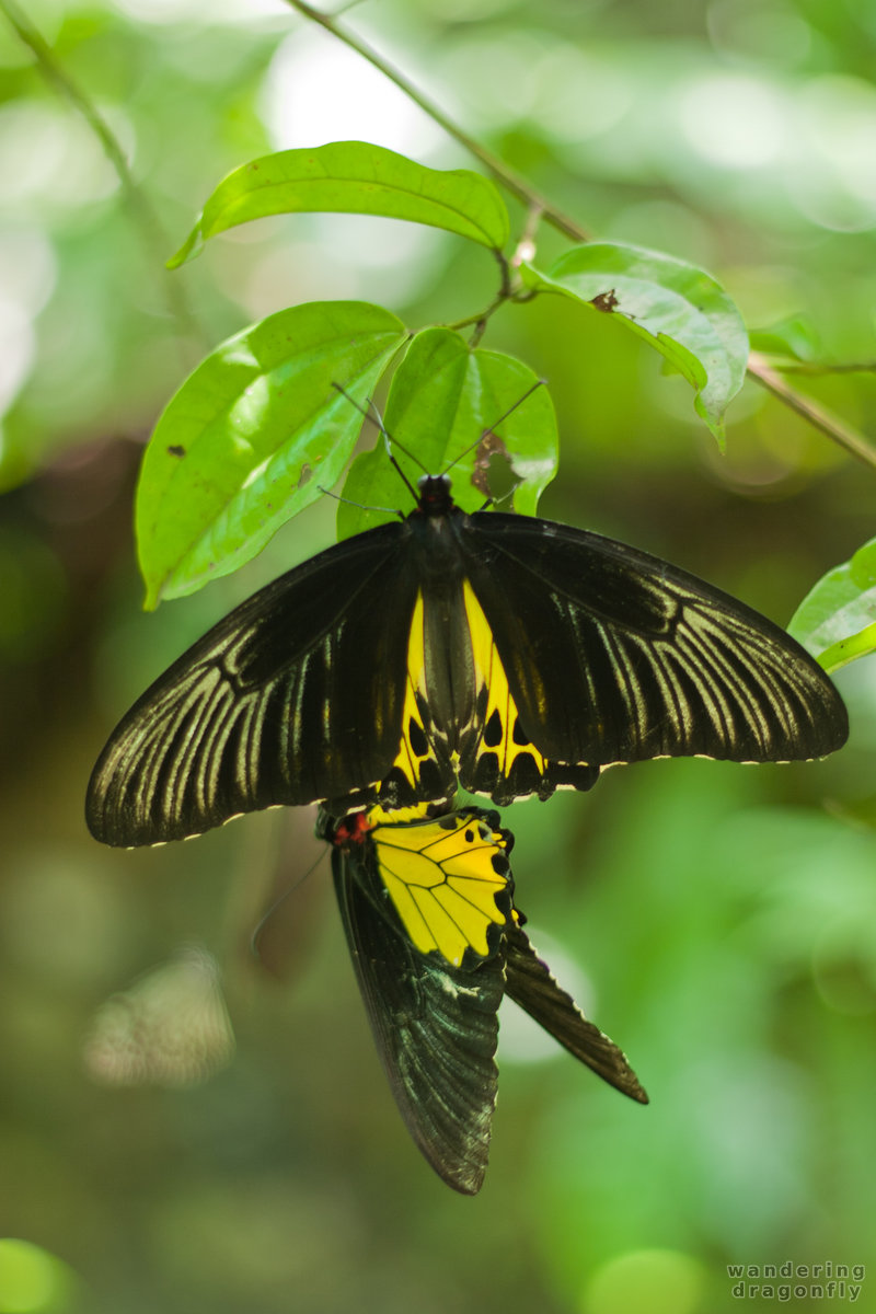 Butterflies mating -- black butterfly, butterfly, leaf