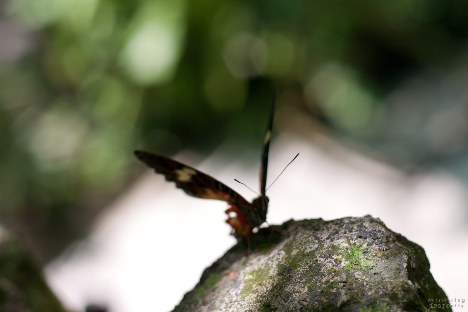 Butterfly from the shadows -- butterfly, rock