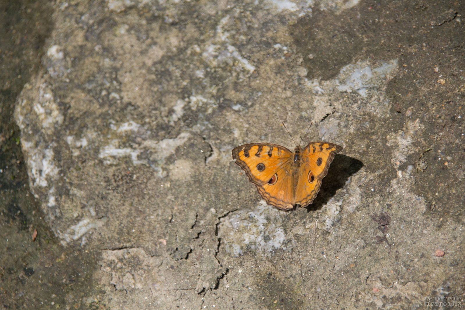 Orange butterfly with fake eyes -- butterfly, orange butterfly