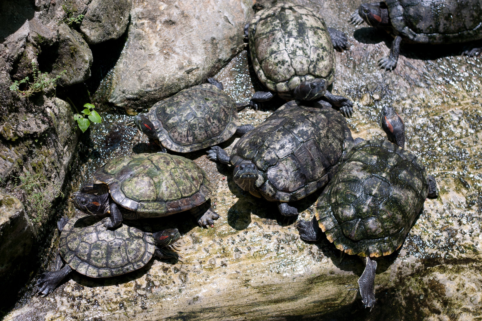 Turtles on the rock -- turtle