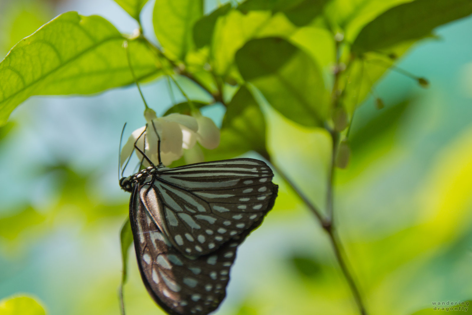 Butterfly upside down -- butterfly, leaf