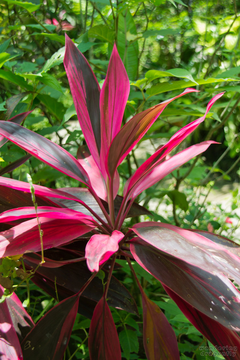 Pink shades -- plant
