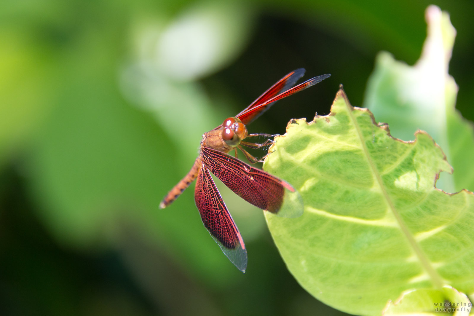 Red dragonfly -- dragonfly, leaf, red dragonfly