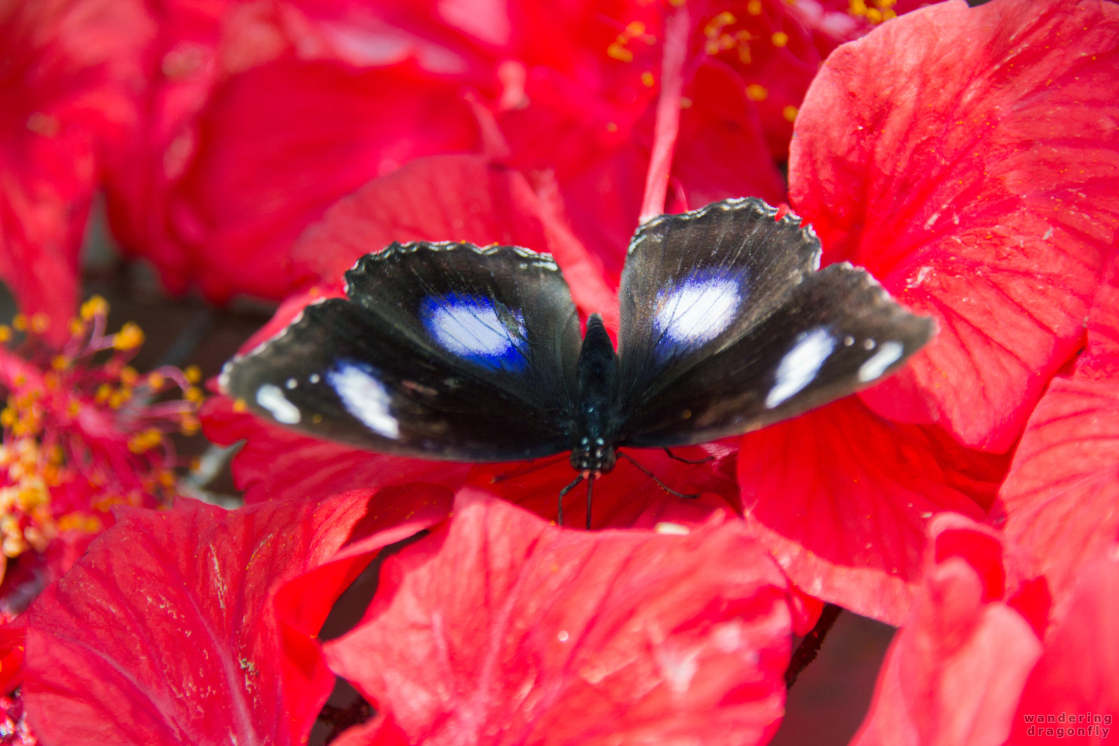 Butterfly drinking hibiscus nectare -- black butterfly, butterfly, flower, hibiscus