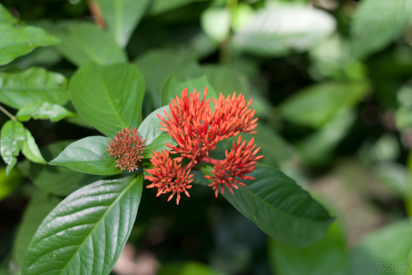 Spiky flower -- flower, leaf