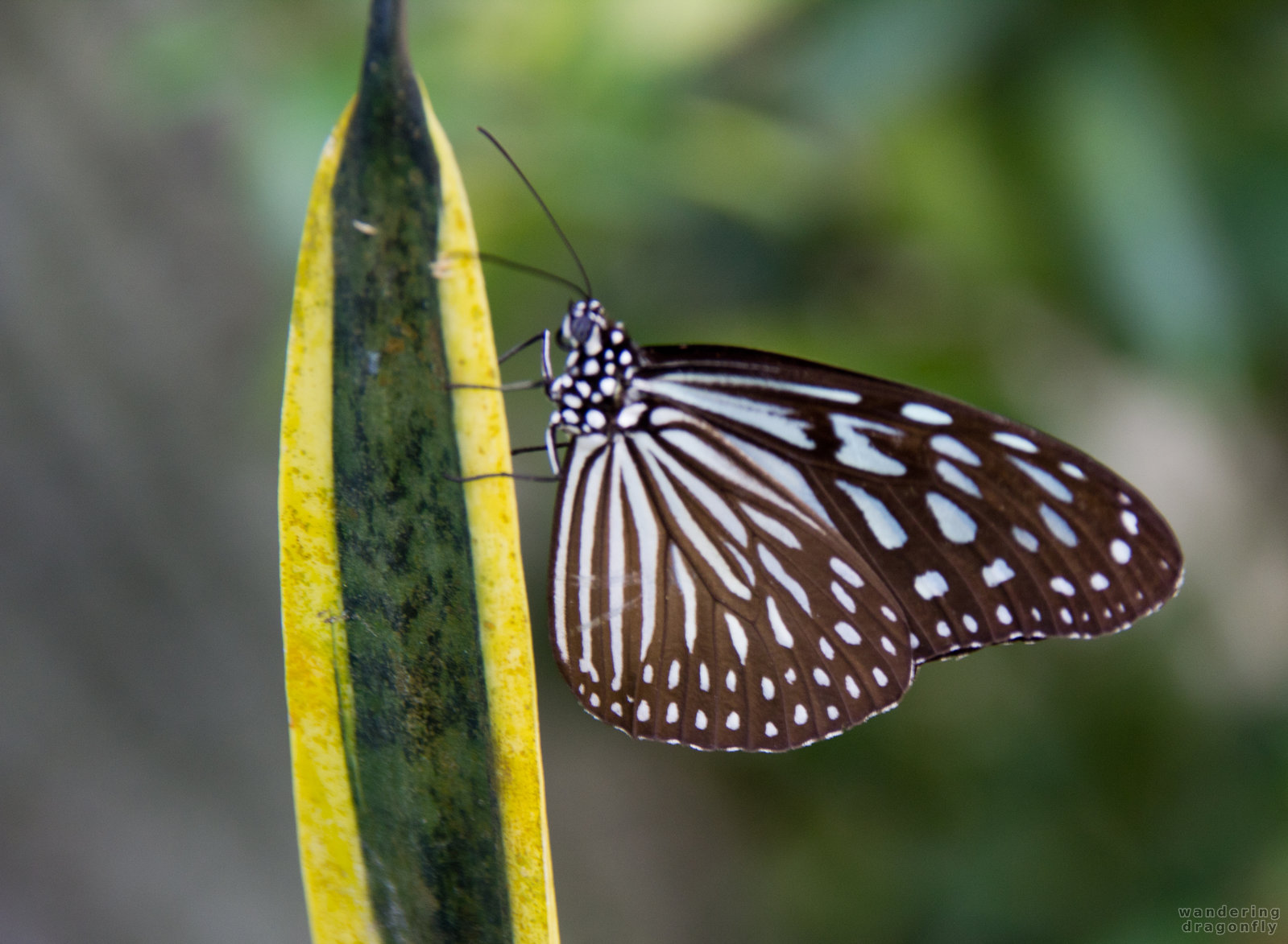 Butterfly climbing -- black butterfly, butterfly, leaf