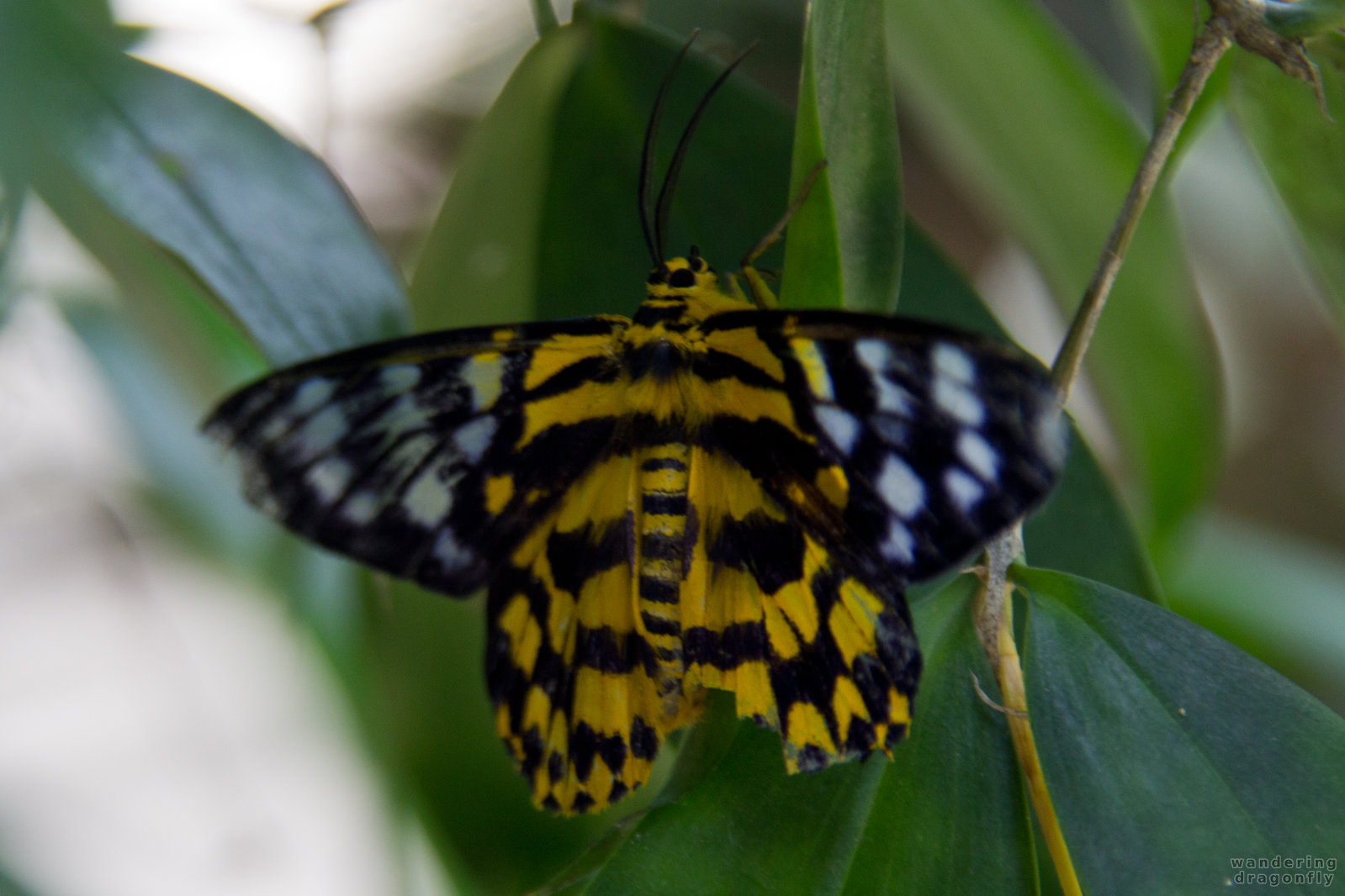 Bee-like butterfly -- black butterfly, butterfly, leaf, yellow butterfly