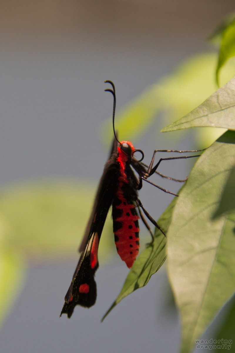 Red butterfly -- butterfly, leaf, red butterfly