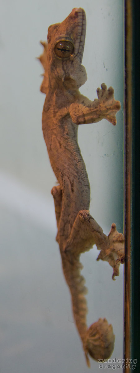 Gecko on the display -- gecko
