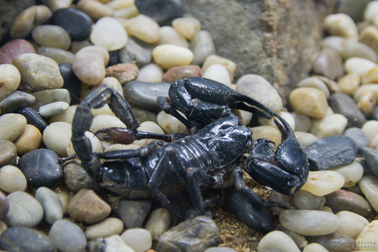 Black scorpion -- scorpion