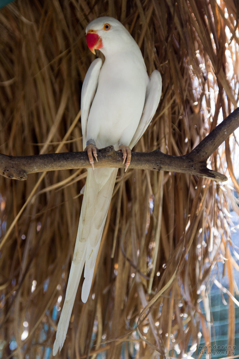 White parrot -- parrot, white parrot