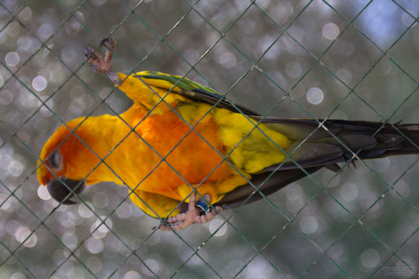 Parrot on the fence -- fence, parrot