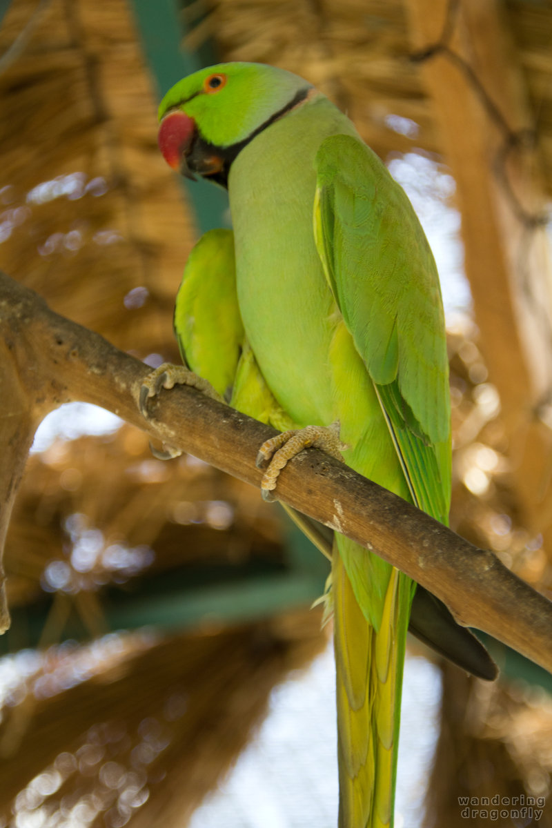 Green parrot -- green parrot