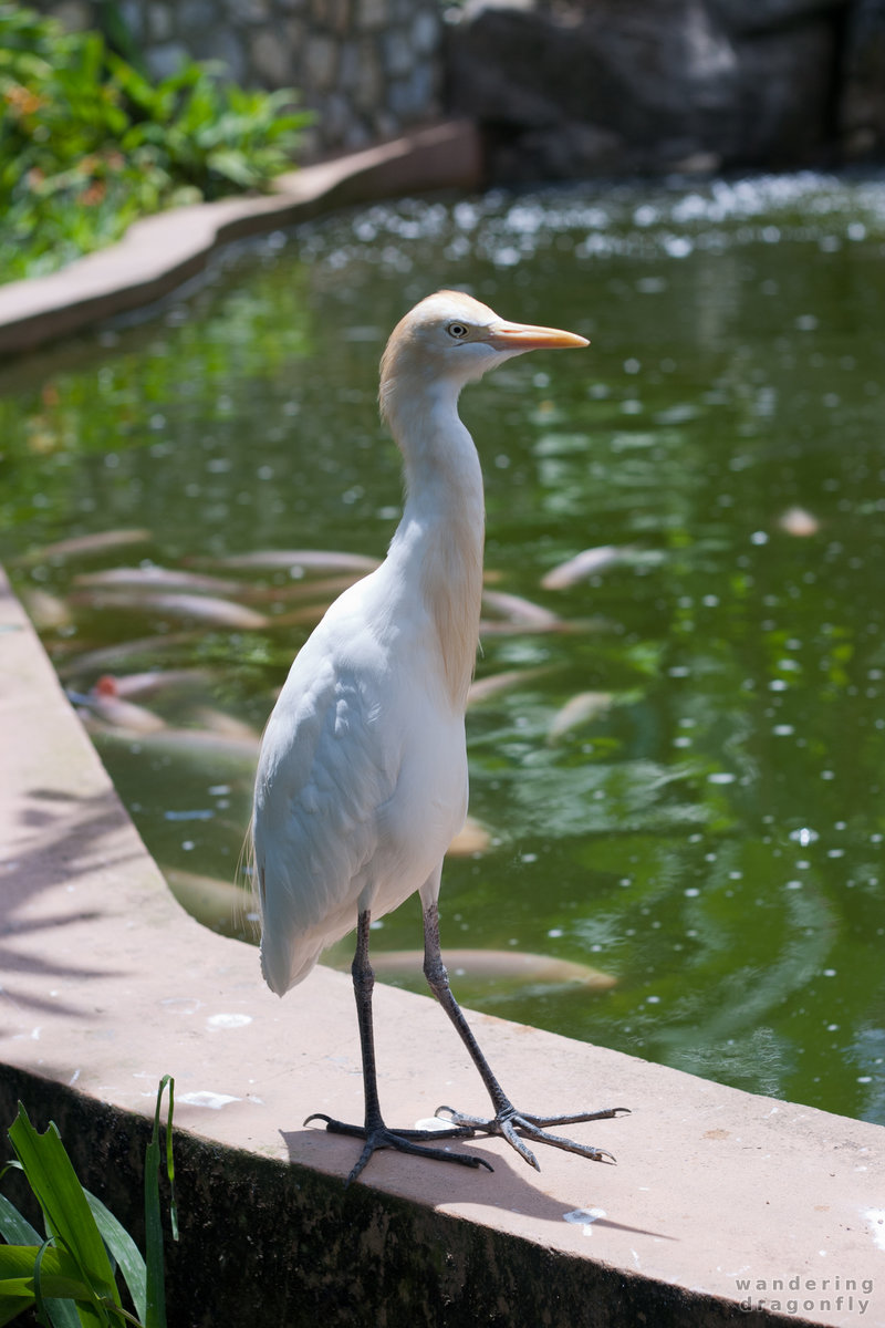 Cattle egret at the pond -- cattle egret, pond