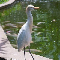 Bubulcus ibis