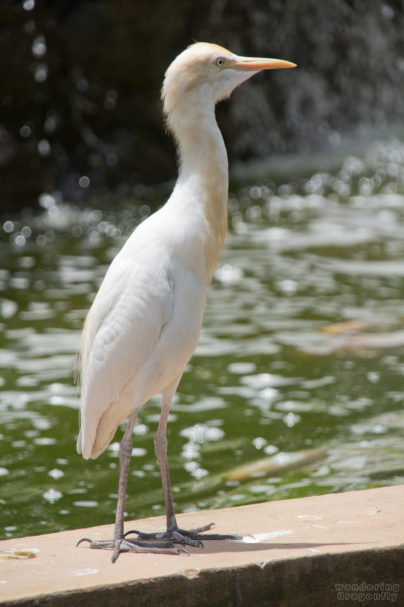 Cattle egret at the pond -- cattle egret, pond
