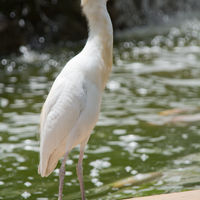 Bubulcus ibis