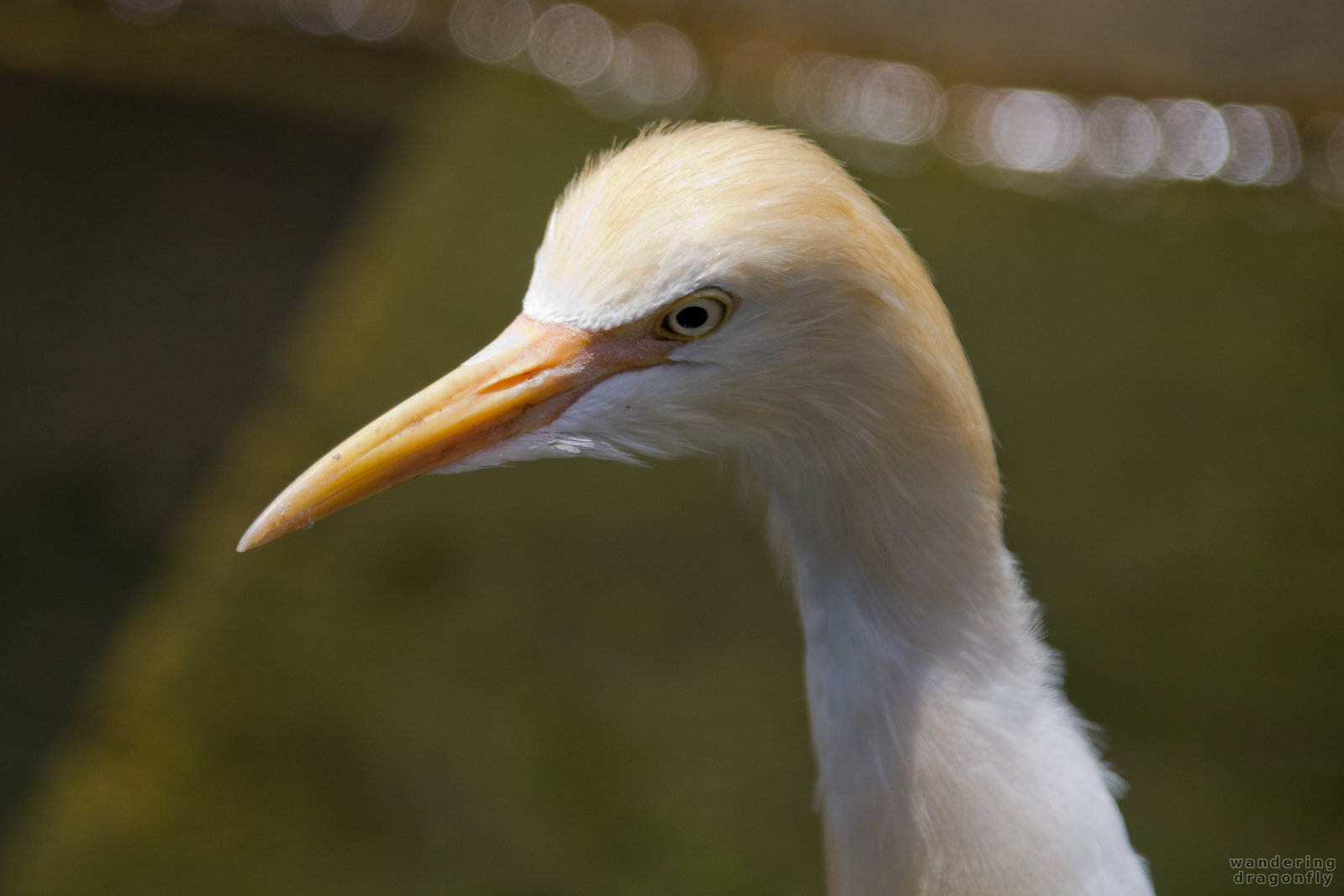 Cattle egret's head -- cattle egret