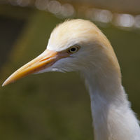 Bubulcus ibis