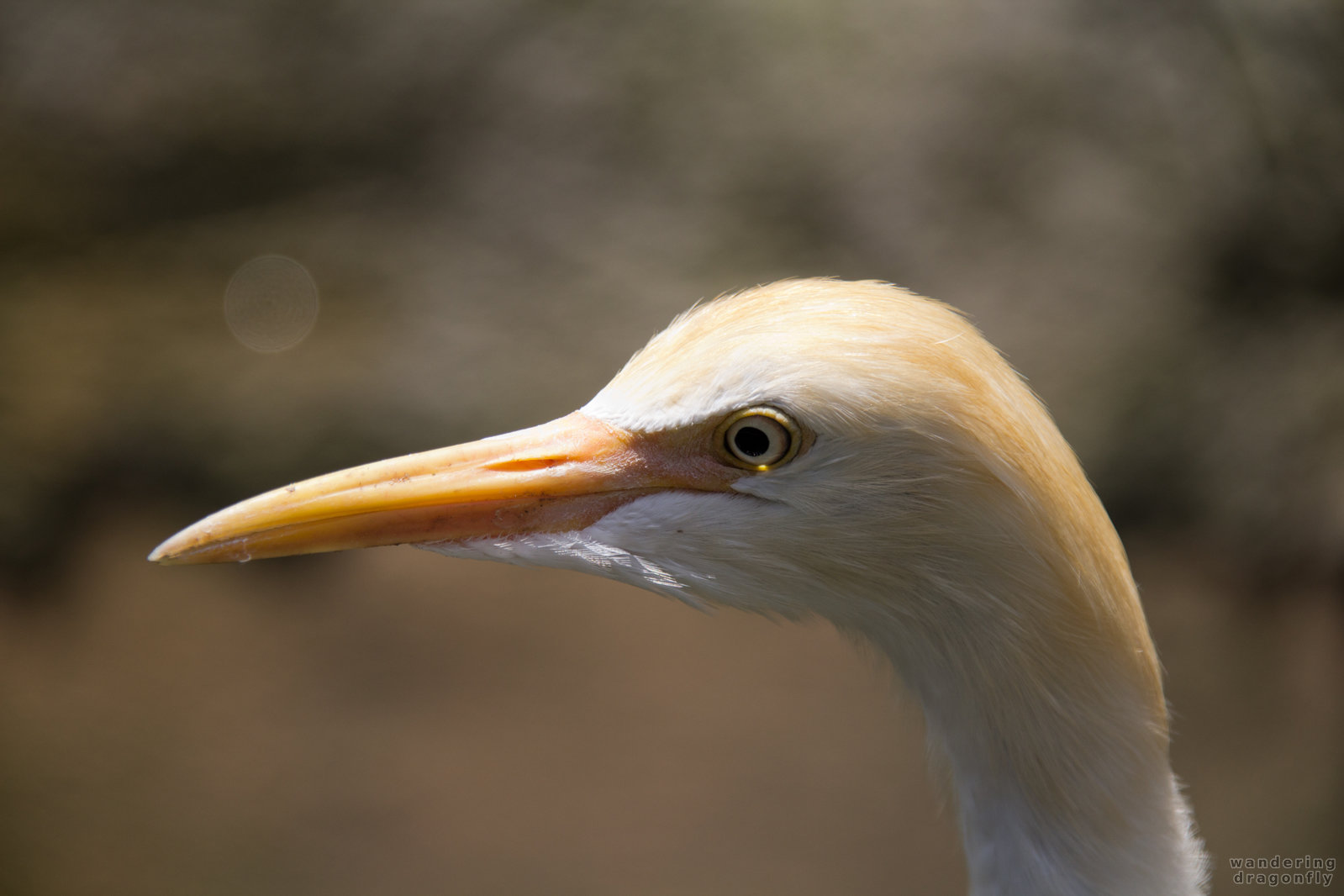 Cattle egret's head macro -- cattle egret