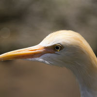 Bubulcus ibis