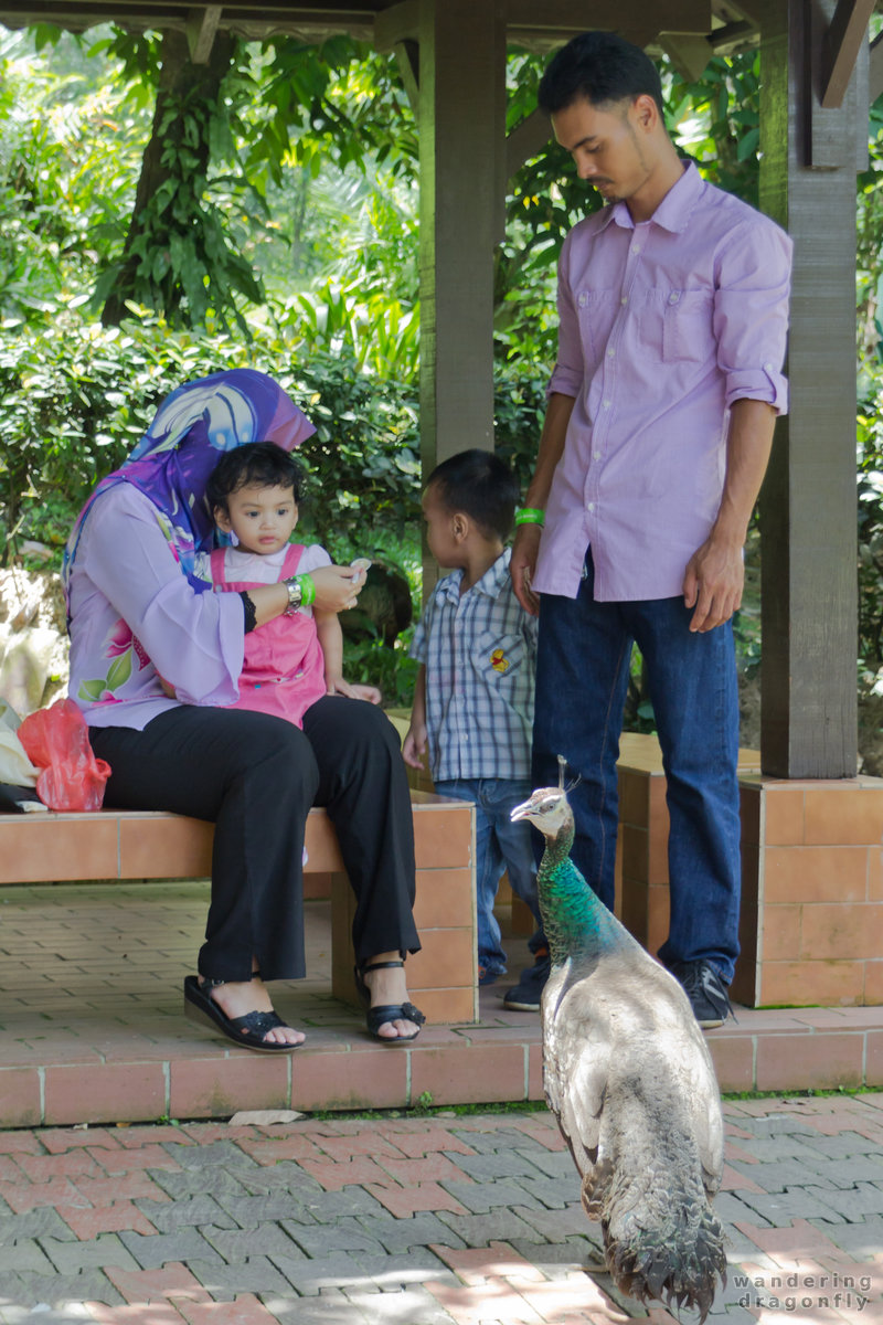 Mom, does it attack? -- child, children, familiy, man, peacock, woman
