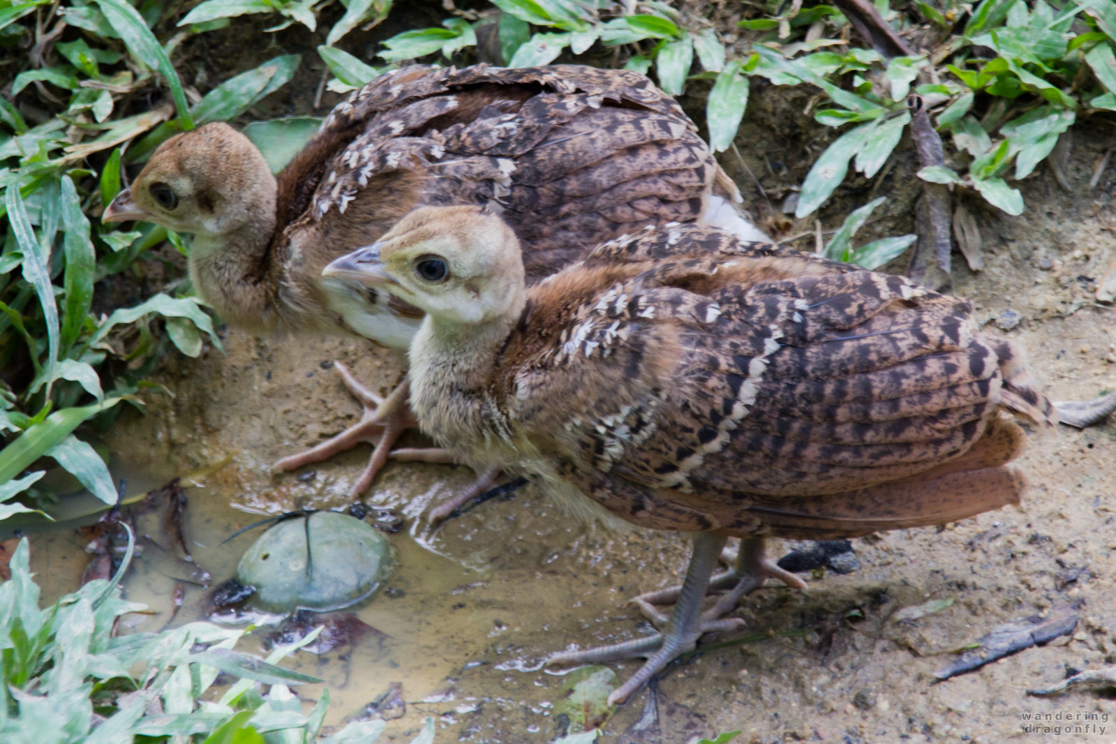 Young peacocks -- peacock