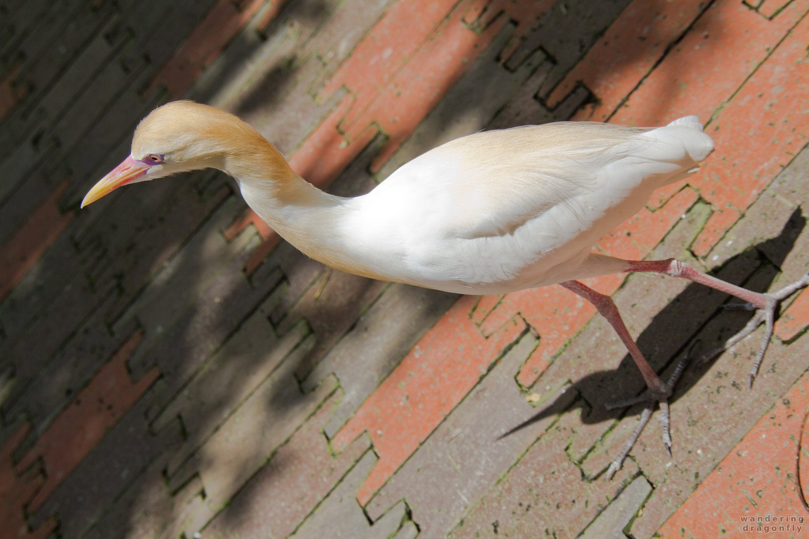 Cattle egret -- cattle egret