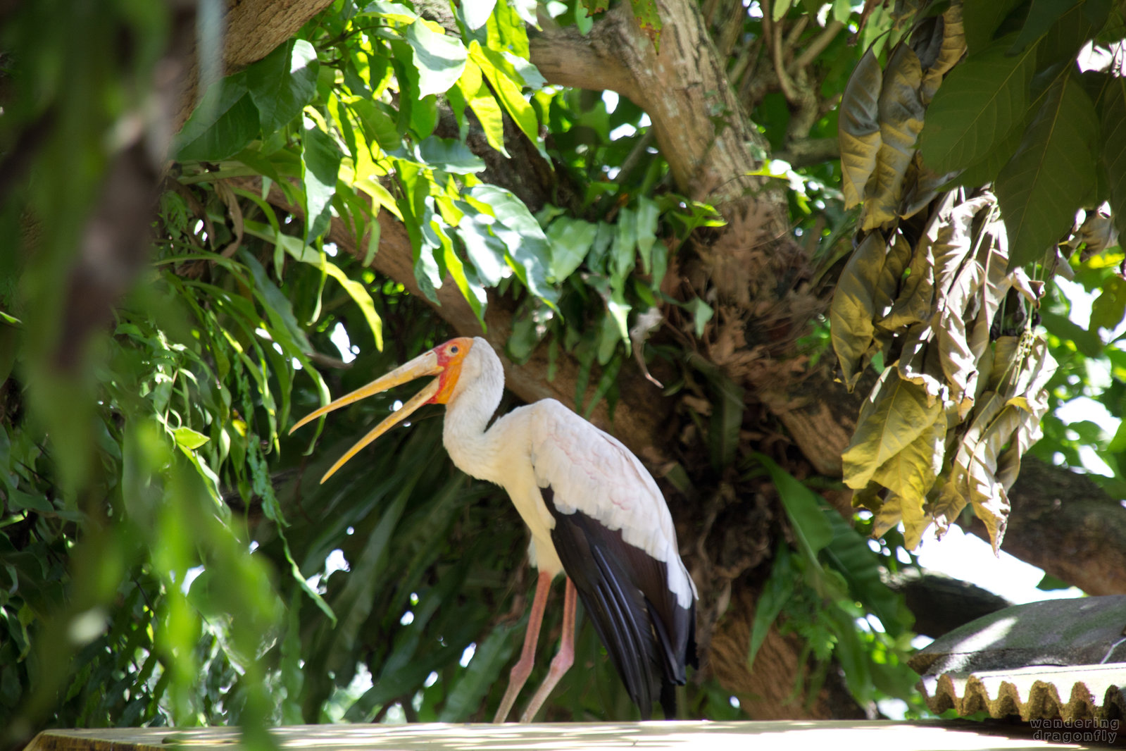 Yellow-billed stork -- yellow-billed stork